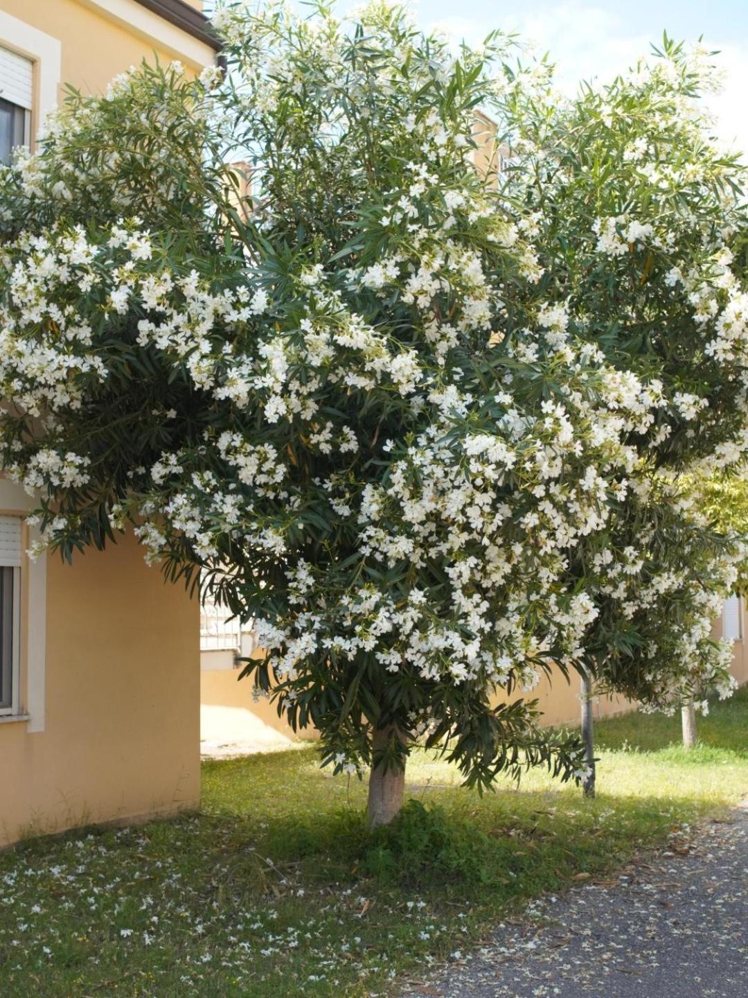 Ferienwohnung Anna'S House Solarium Terrace Pizzo  Exterior foto